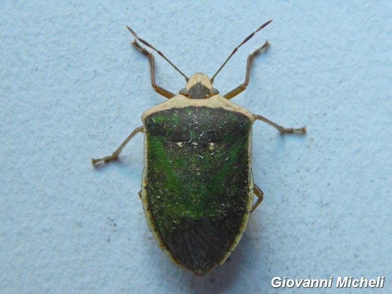 Nezara viridula forma torquata